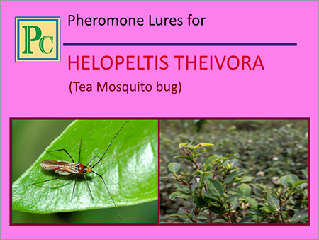 Pheromone Lures for Helopeltis Theivora