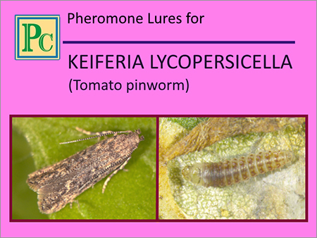 Keiferia Lycopersicella Pheromone Lures