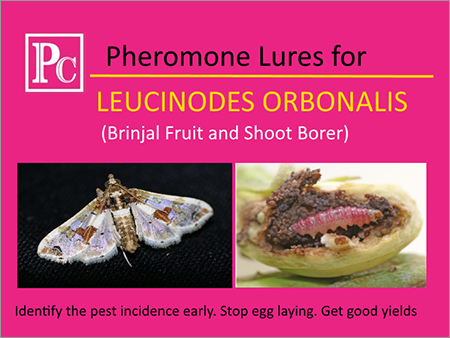 Pheromone Lures for Leucinodes Orbonalis