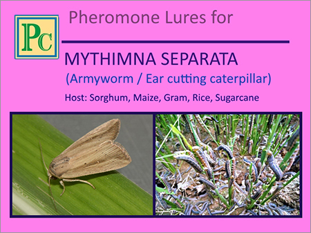 Pheromone Lures for Mythimna Separata