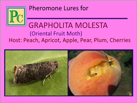 Oriental Fruit Moth Pheromone Lures