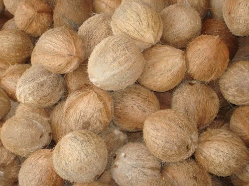 Common Semi Husked Coconut