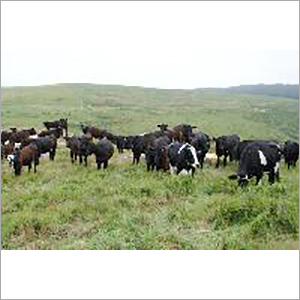 Agricultural Livestock