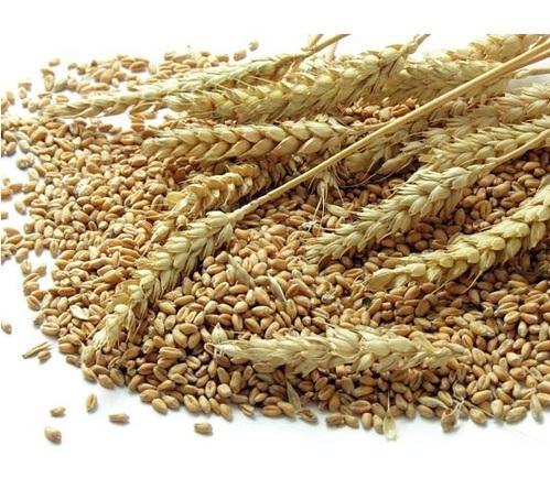 wheat