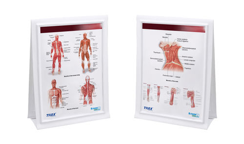 Anatomical Chart