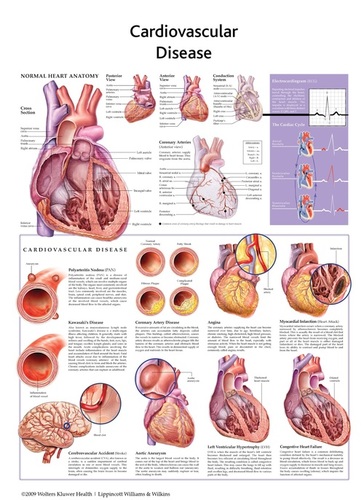 Standard Heart Anatomy Chart