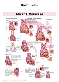 Heart Anatomy Chart
