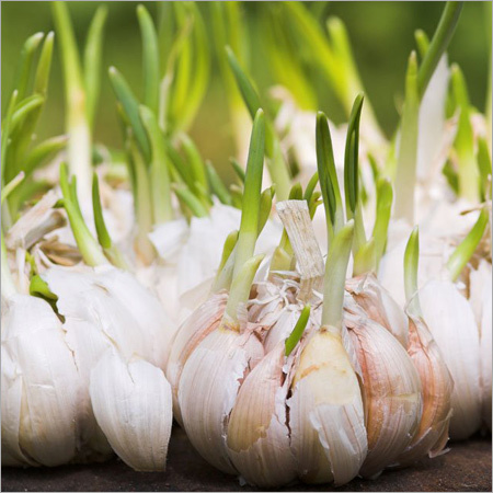 Fresh Garlic