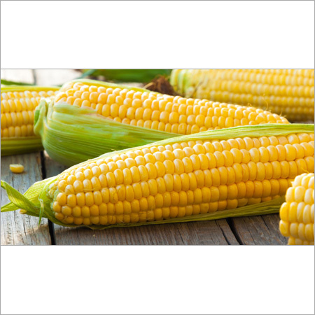 Fresh Corn