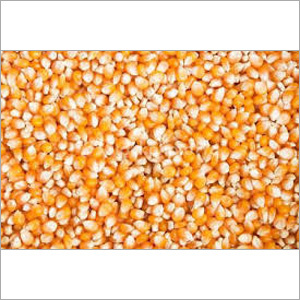 Yellow Maize