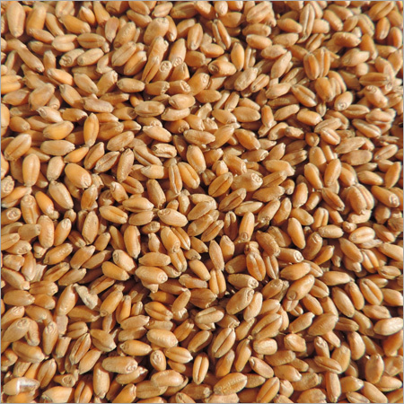 Fresh Wheat