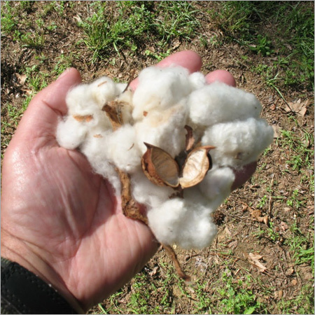 Raw Cotton