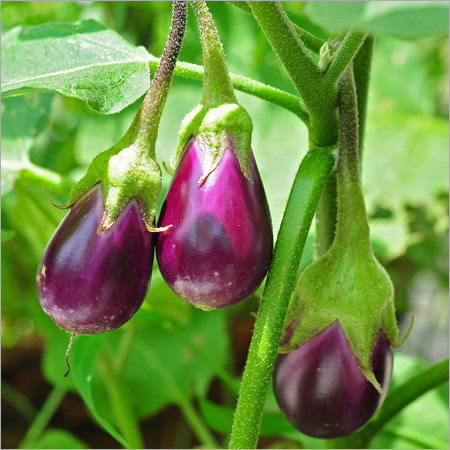 Egg Plant