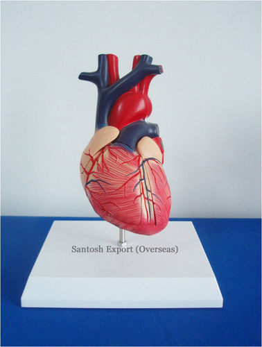 Anatomical model