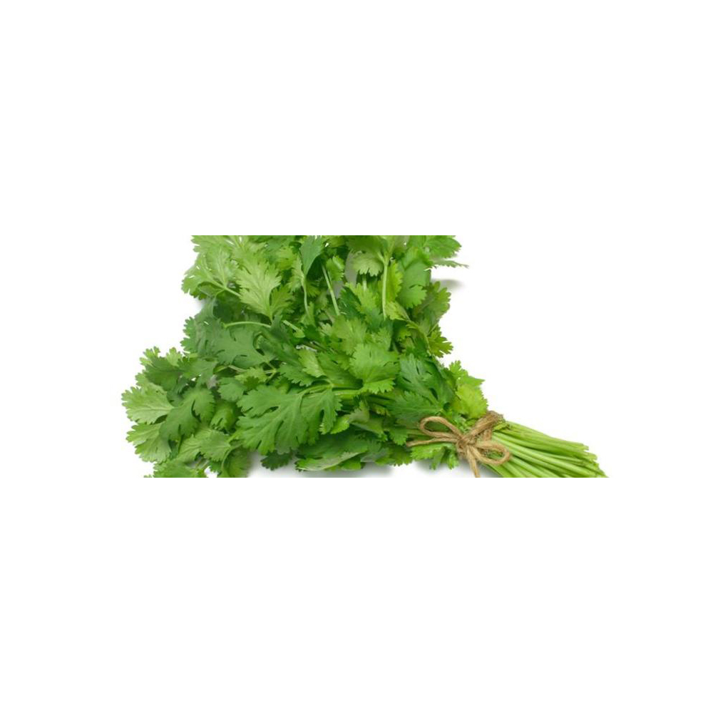 Coriander