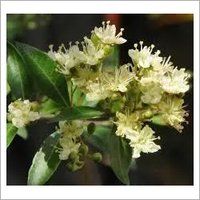 Henna Attar - Distilled From Henna Flowers | Aromatherapy Benefits, Long-lasting Sweet Fragrance, Body & Mind Rejuvenation
