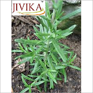 Rosemary Plants