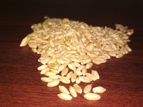 Wheat Grains
