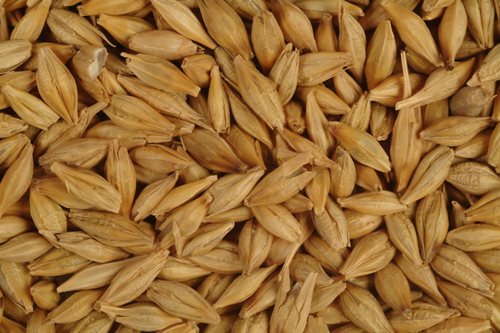 Barley Admixture (%): 1%