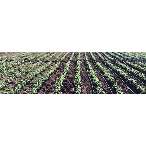 Drip System In Field Application: Agriculture