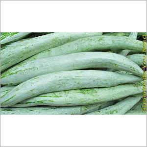 Snake Gourd