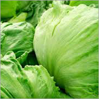 Iceberg Lettuce