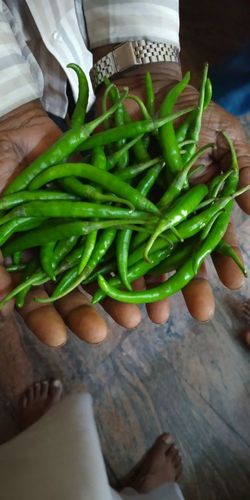 Solid Green Chilli G4