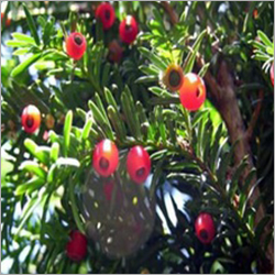 Best price Chinese yew extract