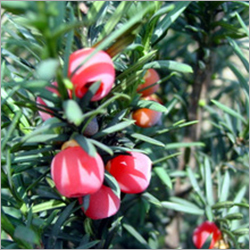 Food grade chinese yew extract