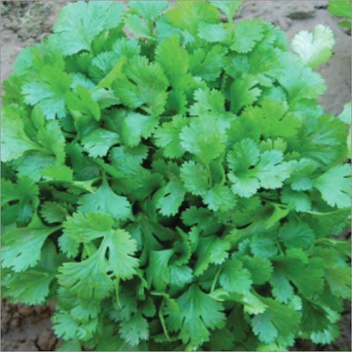 Coriander K 5 (Baramasi)