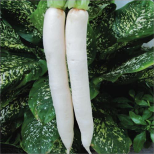 Radish Ivory White