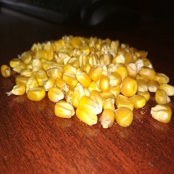 Yellow Maize - 1% Admixture, 1.5% Broken Ratio, 14% Moisture, 90% Purity | Dried Common Crop Produce