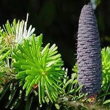 ABIES WEBBIANA