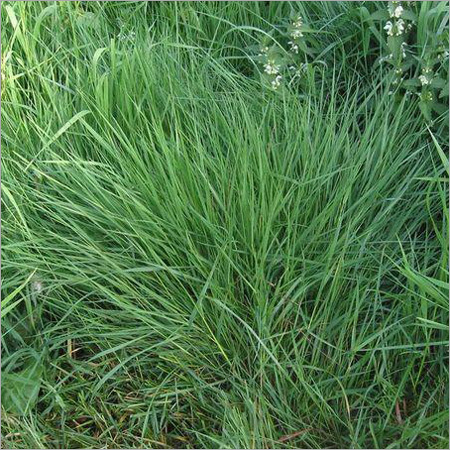 Cynodon Dactylon Extract