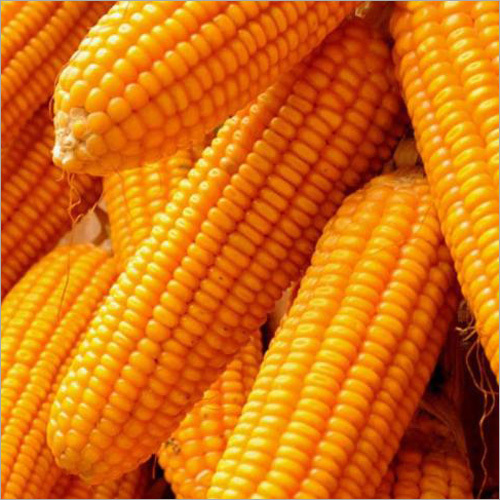 Yellow Maize