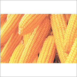 Organic Maize