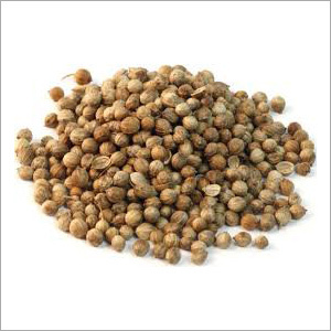Coriander