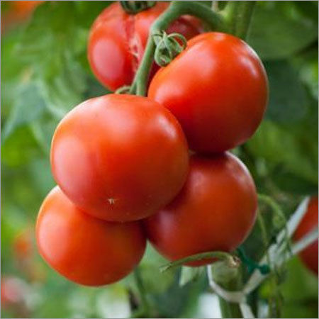 Hybrid Tomato Seeds - F1 Jumbo
