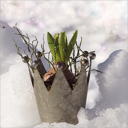 Flower Steel Pot