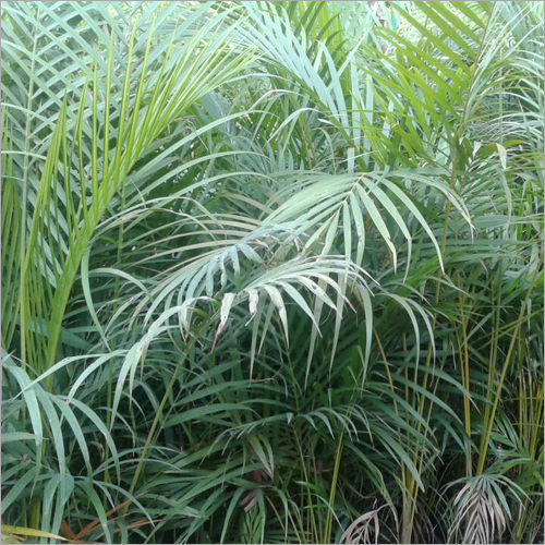 Areca Palm Plant