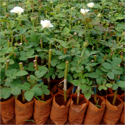 Avalanche Dutch Rose Plants