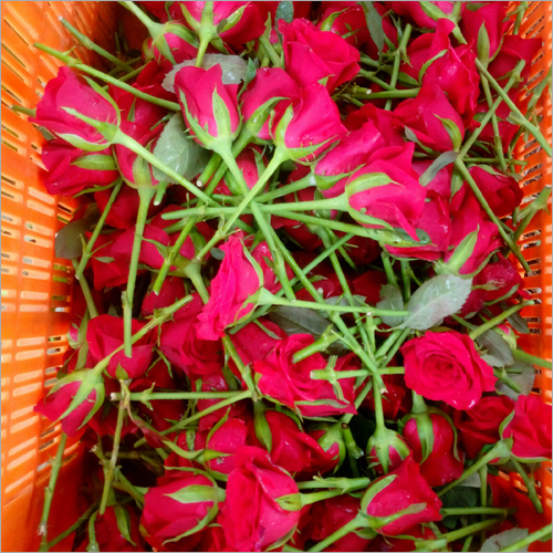 Dutch Rose Pinching