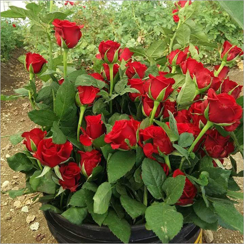 Fresh Dutch Rose Flowers