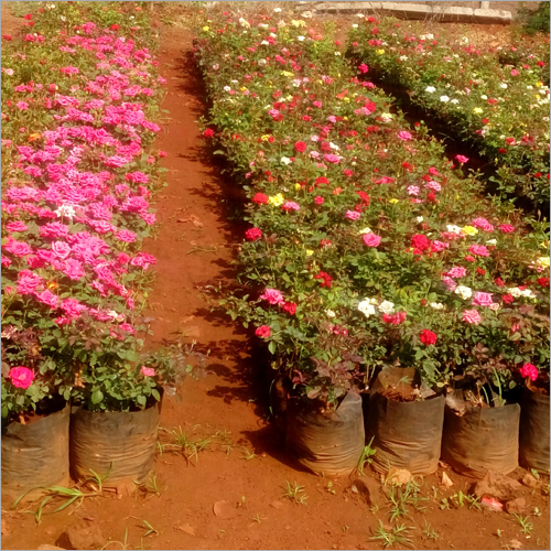 Garden Rose Plants