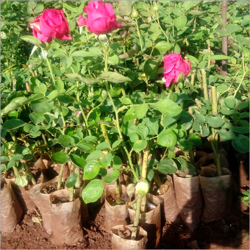 Open Filed Gladiator Rose Plants