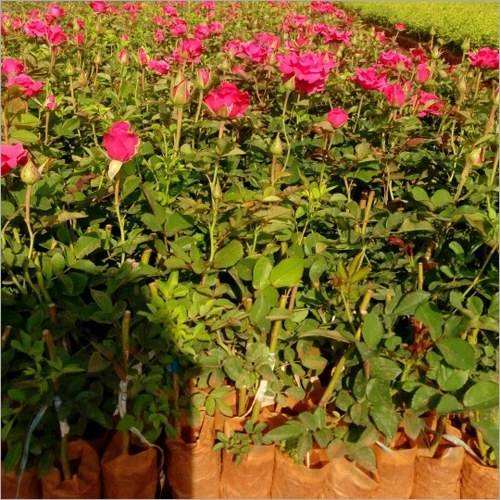 Hot Shot Dutch Rose Plants