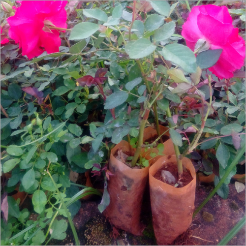 Kashmiri Rose Plant