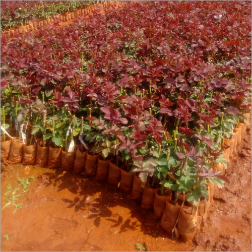Poly House Dutch Rose Plants