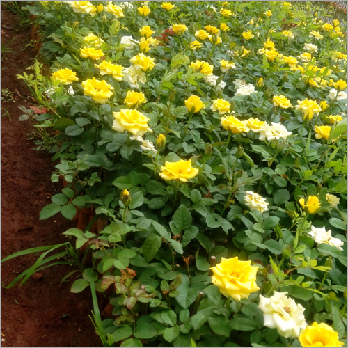 Poly House Cultivated Dutch Roses Plant