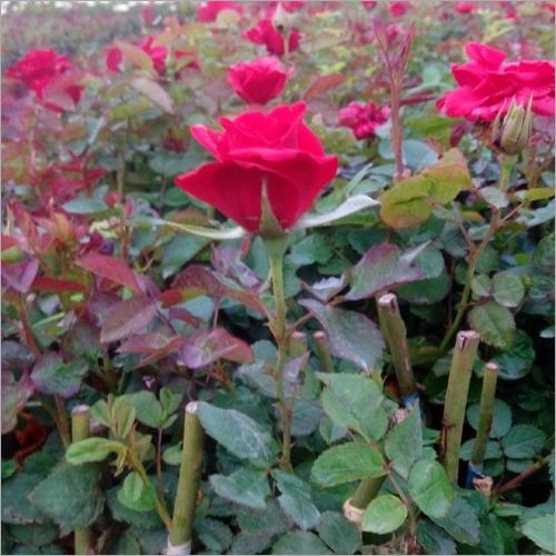 Top Secret Dutch Rose Plants